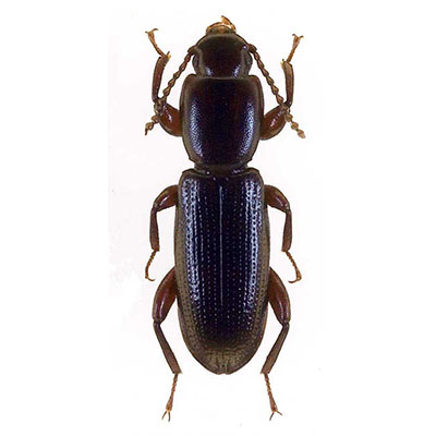 Cetorus  Beetle