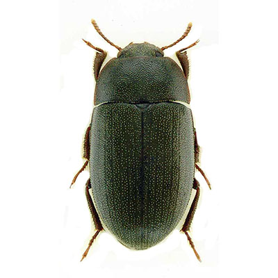 Clitobius  Beetle