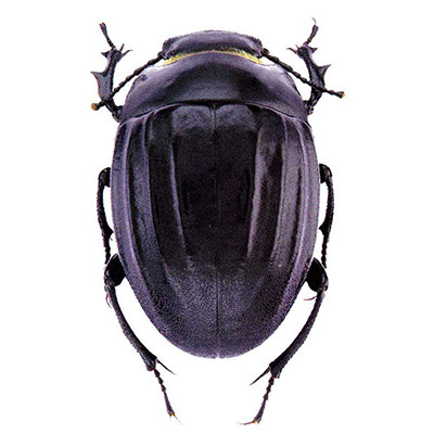 Erodius  beetle