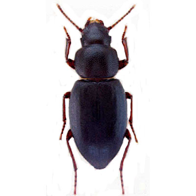 Falsocatomulus Beetle