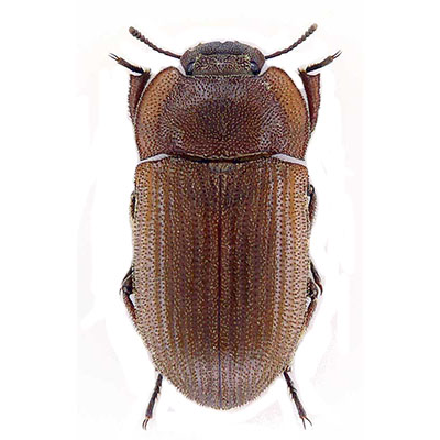 Consobrinum Beetle