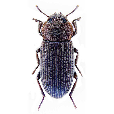 Prolixum Beetle