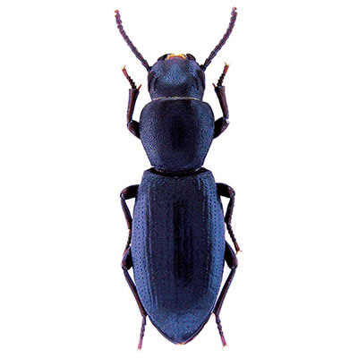Pygmea Beetle