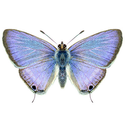 Pea Blue or Long-tailed Blue