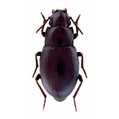 Buettikeri Beetle