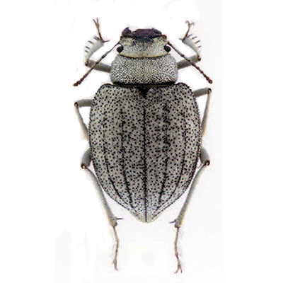 Paraplatyope Beetle