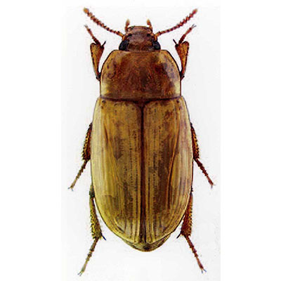 Prolixa Beetle