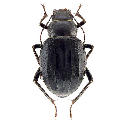 Pimelia Beetle