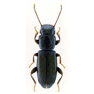 Mandli Beetle