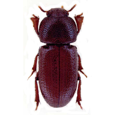 Proscheimus Beetle