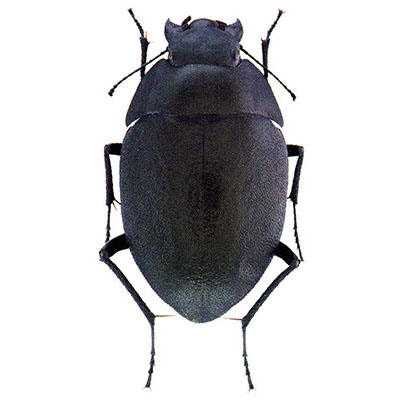 Zophosis Beetle