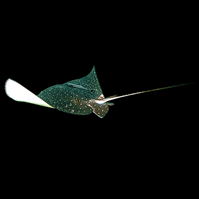 Ocellated Eagle Ray