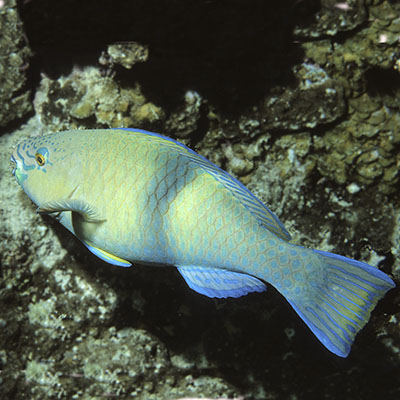 Gulf Parrotfish