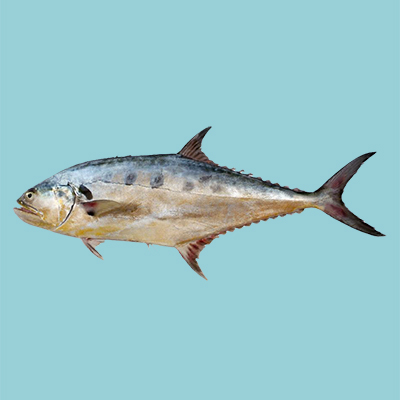 سمكة تالانج الملكة