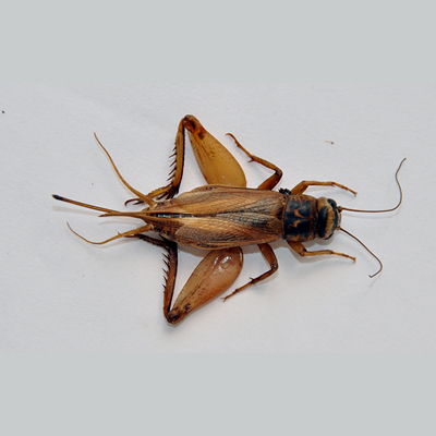The House Cricket