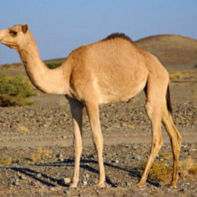 الجمل
