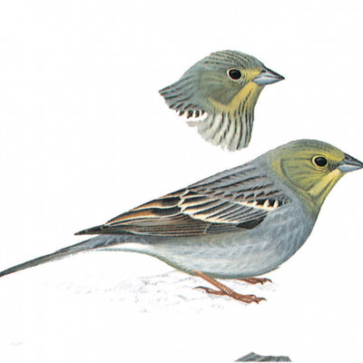 Bunting, Western Cinereous