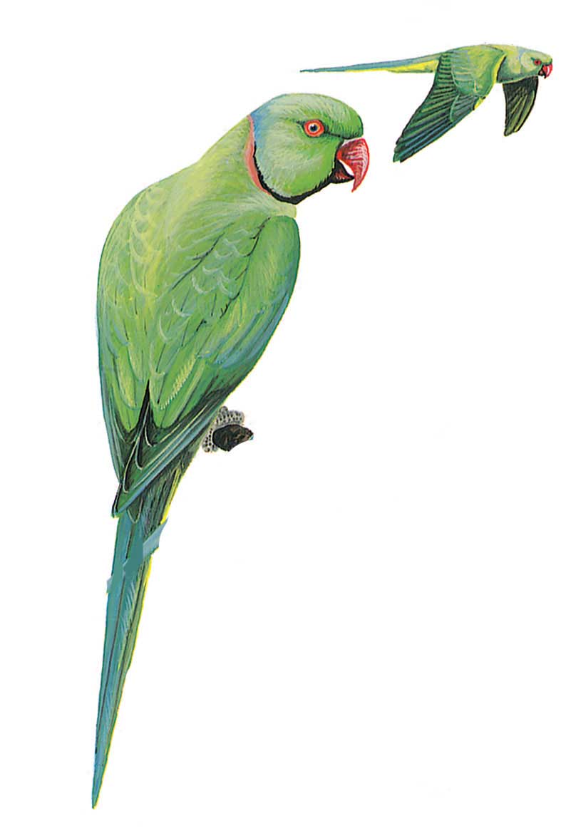 Rose-Ringed Parakeet - Facts, Diet, Habitat & Pictures on Animalia.bio
