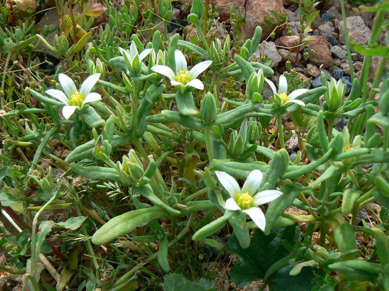 Ophioglossaceae