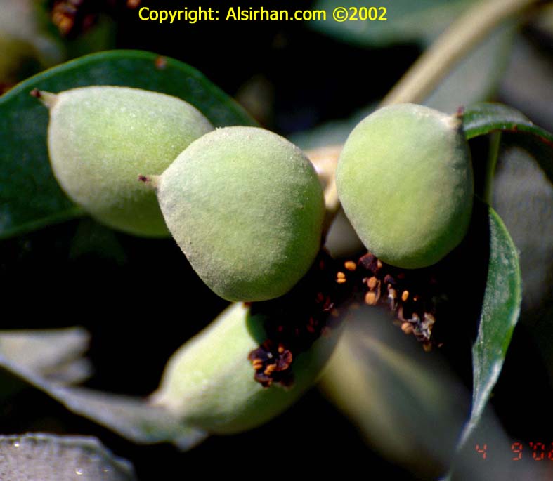 Qatar E Nature قرم شورة