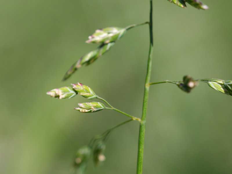Annual shop meadow grass