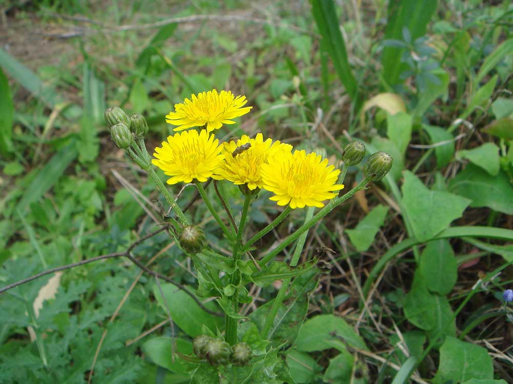 Common Sow Thistle