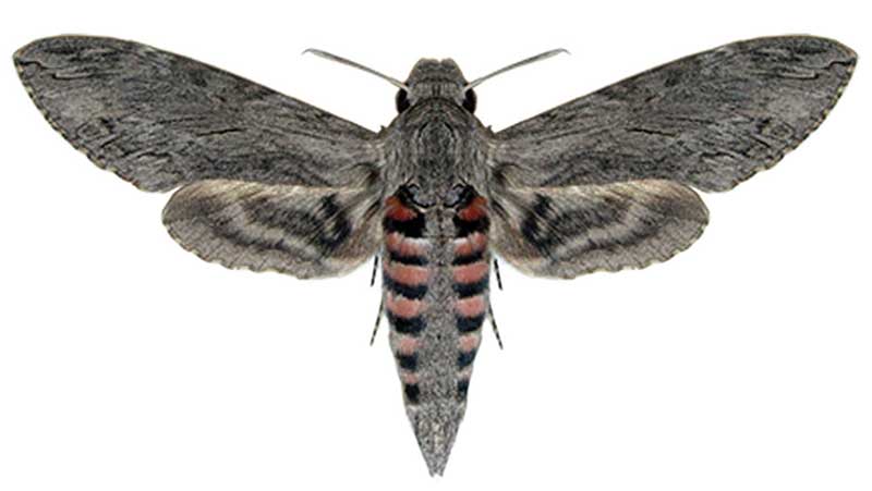 Qatar e-Nature – Convolvulus Hawk-moth