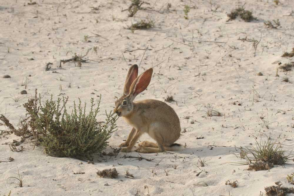 للأرانب الصحراوية آذان كبيرة لمساعدتها على السمع.