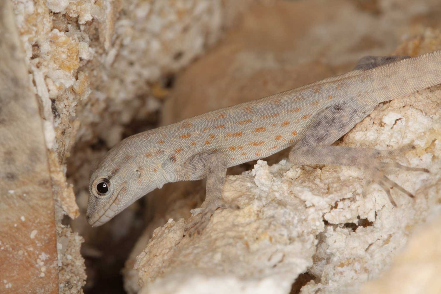 Colubridae