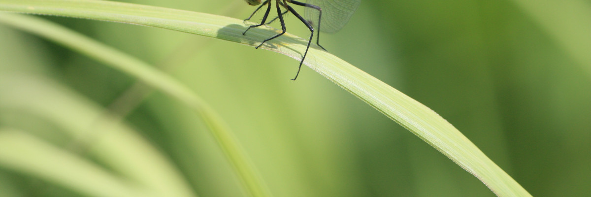 Assassin bugs