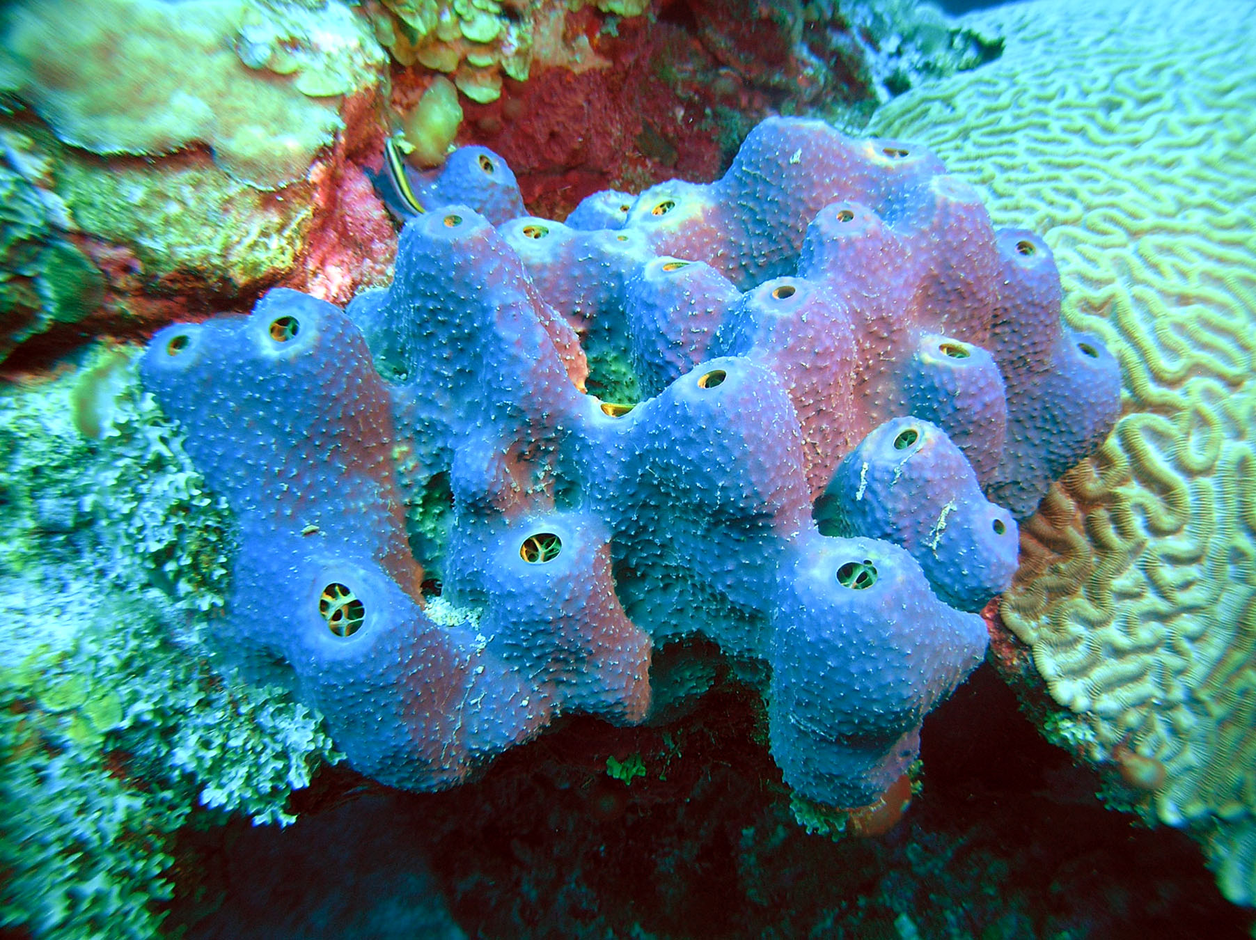 Invertebrates