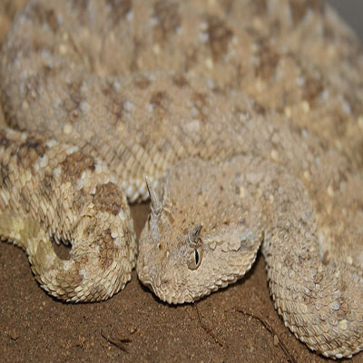 Arabian Horned Viper