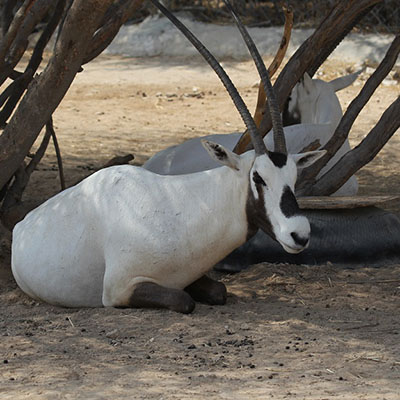 Arabian Oryx, White Oryx