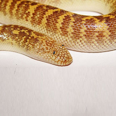 Arabian Sand Boa