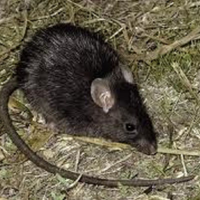 Black rat