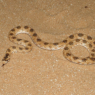 Crowned Leaf-nosed Snake