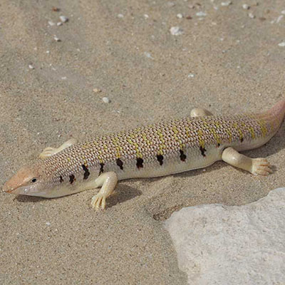 Eastern Skink