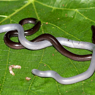 Flowerpot Snake