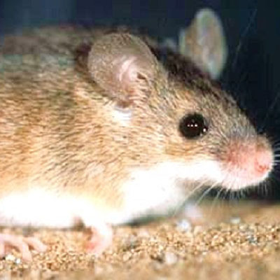 House mouse