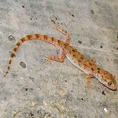 Rough-Tailed Gecko