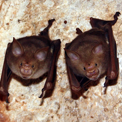 Trident Leaf- nosed Bat