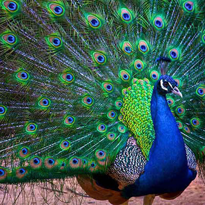 Peafowl, Indian (Peacock)