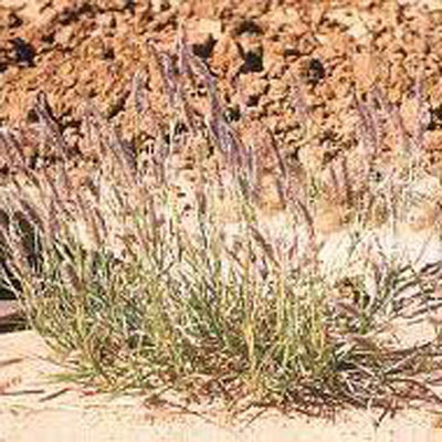 Slender buffel Grass