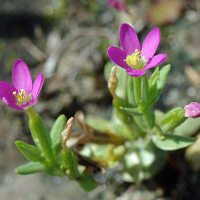 Lesser Centaury