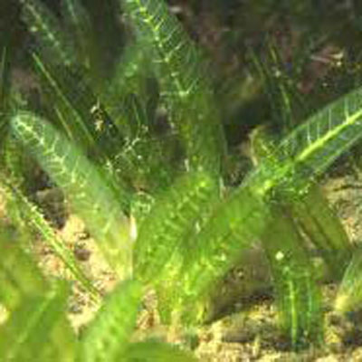 Broadleaf Seagrass