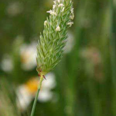 Small Canary Grass