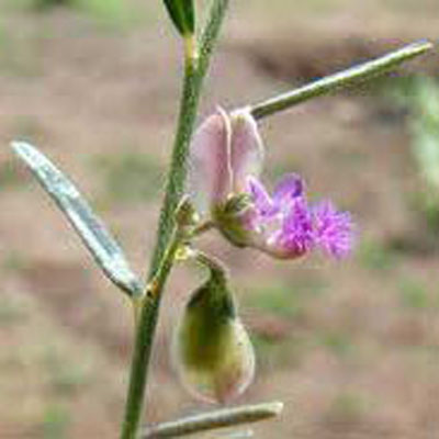 Woolly-winged Milkwort