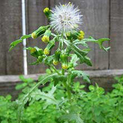 Groundsel