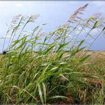 Johnson Grass