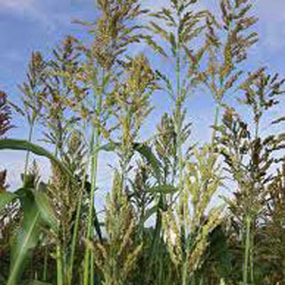 Sudan Grass